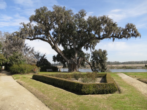 Middleton Oak near Charleston, SC