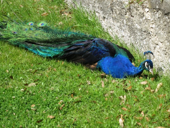 Peacock at Middleton Plantation